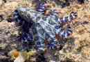 Dovefly polip